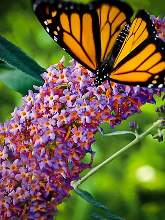 Blueberry Cobbler Butterfly Bush