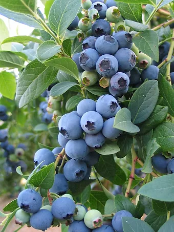 Bluecrop Northern Highbush Blueberry Plant, Live Deciduous Jumbo