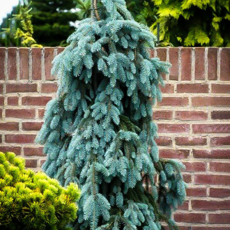 Dwarf Evergreens