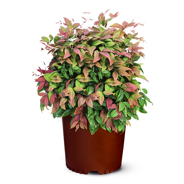 Blush Pink™ Nandina For Sale Online The Tree Center