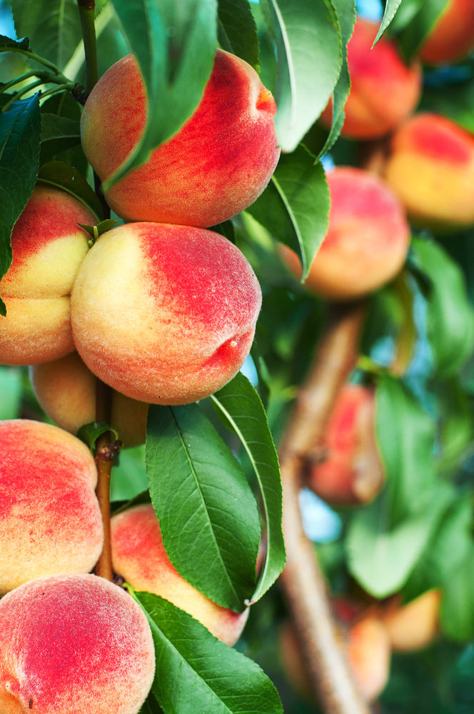 Bonanaza Patio Peach Trees For Sale Online The Tree Center