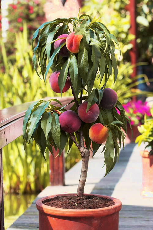 Bonanaza Patio Peach Trees For Sale Online The Tree Center