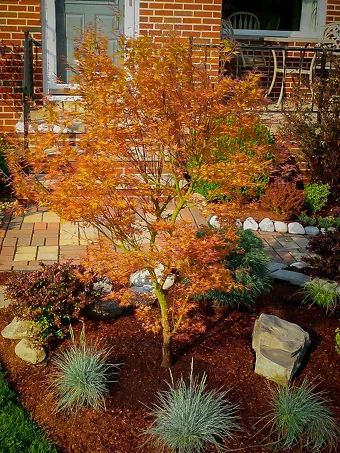 Bonfire Japanese Maple