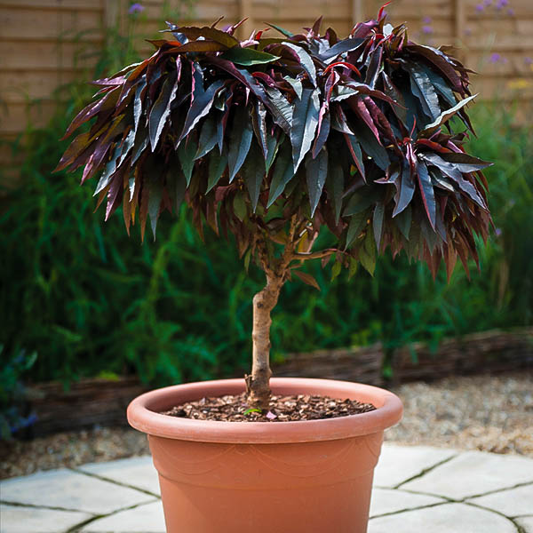 Bonfire Patio Peach Tree For Sale Online The Tree Center