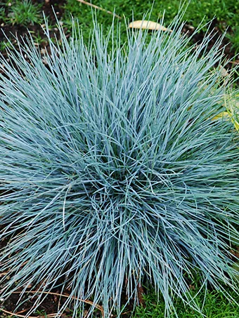 Boulder Blue Fescue