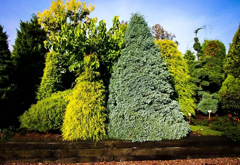Boulevard Cypress Tree For Sale | The Tree Center