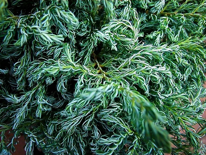 Boulevard Cypress Tree For Sale | The Tree Center