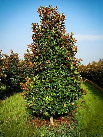 Brackens Brown Beauty Magnolia