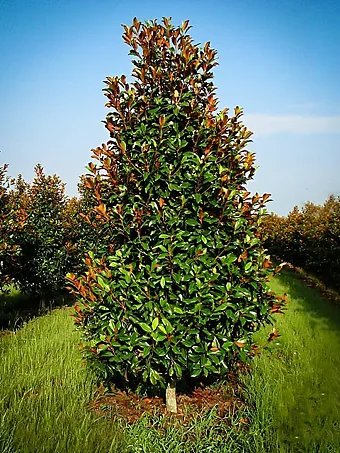 Brackens Brown Beauty Magnolia