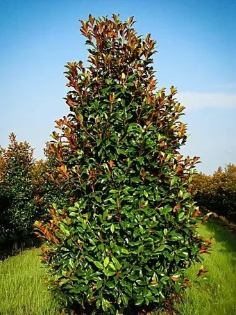 Brackens Brown Beauty Magnolia