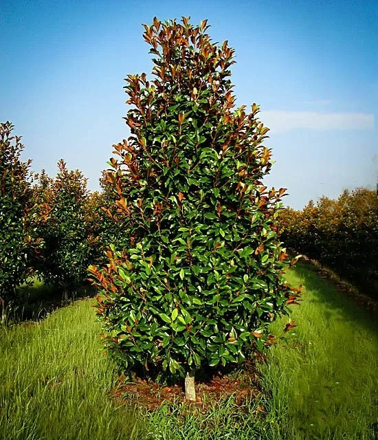 Brackens Brown Beauty Magnolia The Tree Center