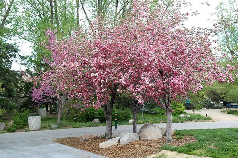 brandywine crabapple malus