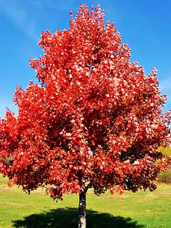 maple trees in summer