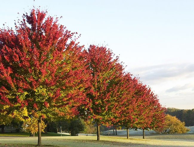 Brandywine Red Maple Trees For Sale Online The Tree Center