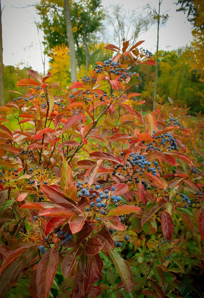 Brandywine Viburnum Shrubs For Sale Online The Tree Center