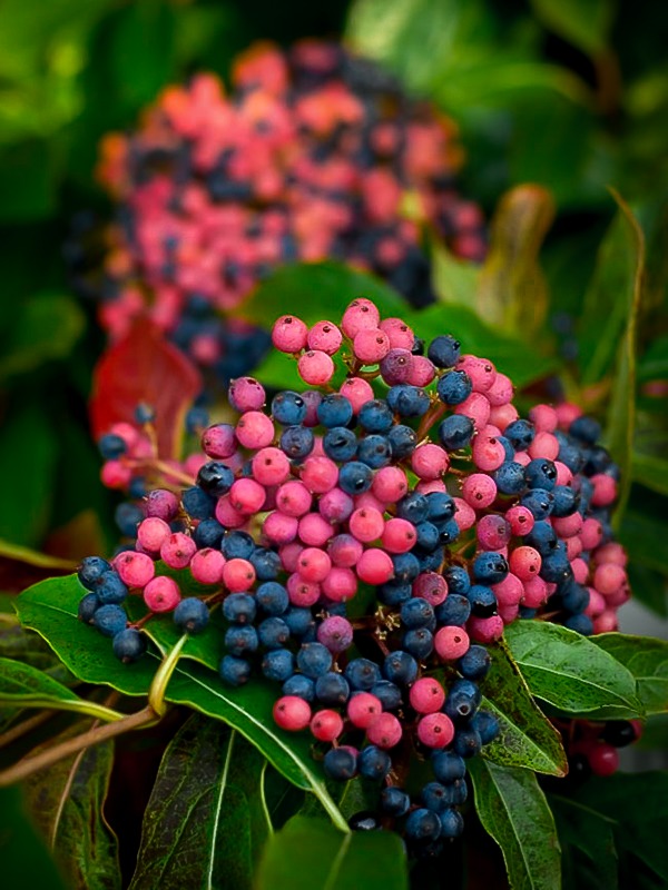 Brandywine Viburnum Shrubs For Sale Online The Tree Center