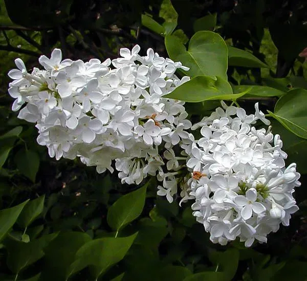 Bridal Memories Lilac Tree