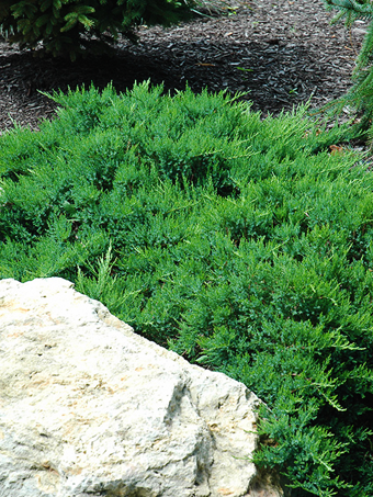 Broadmoor Juniper