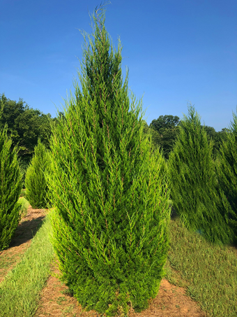 Brodie Juniper