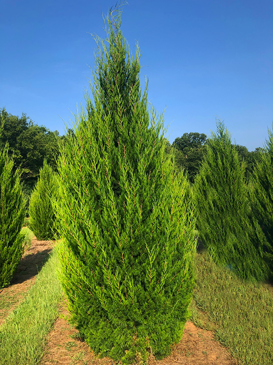 Brodie Eastern Red Cedar For Sale Online The Tree Center