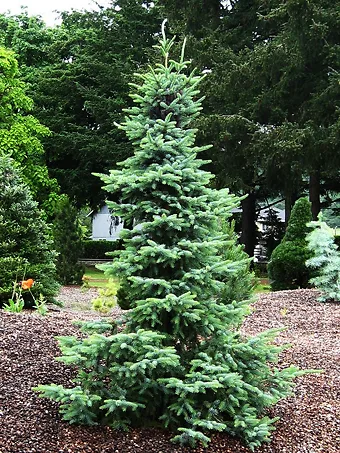 Bruns Serbian Spruce