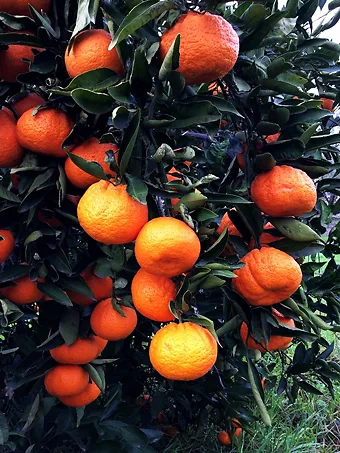 Bumper Satsuma Mandarin