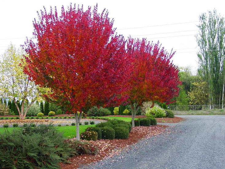 Burgundy Belle Red Maple Trees For Sale Online The Tree Center