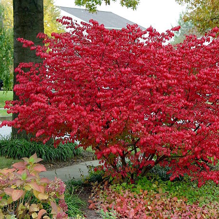 Shrubs For The Tree