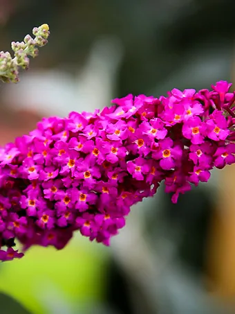 Cranrazz Butterfly Bush