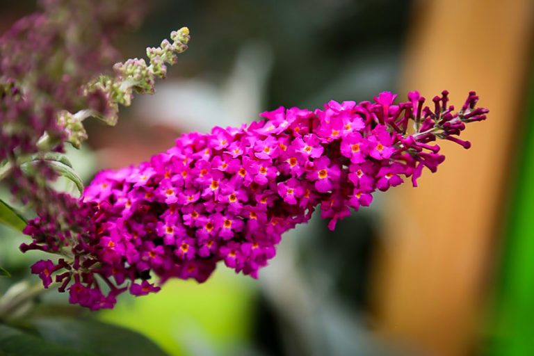 Cranrazz Butterfly Bushes For Sale Online The Tree Center