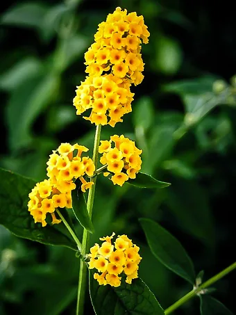 Honeycomb Butterfly Bush