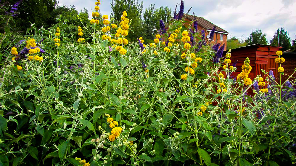 Honeycomb Butterfly Bushes For Sale Online The Tree Center