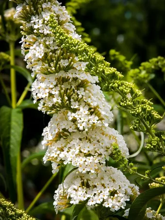 Petite Snow Nanho White Butterfly Bush