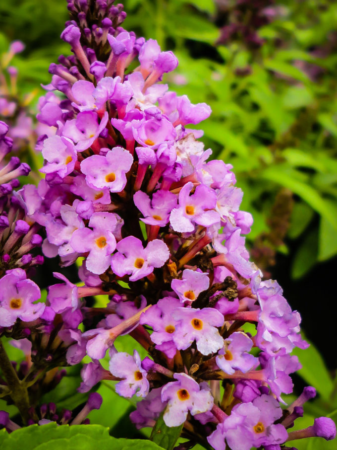 Butterfly Bushes Buy Butterfly Bush Online The Tree Center