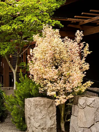 Butterfly Japanese Maple