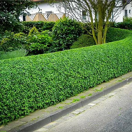 Privet Hedges