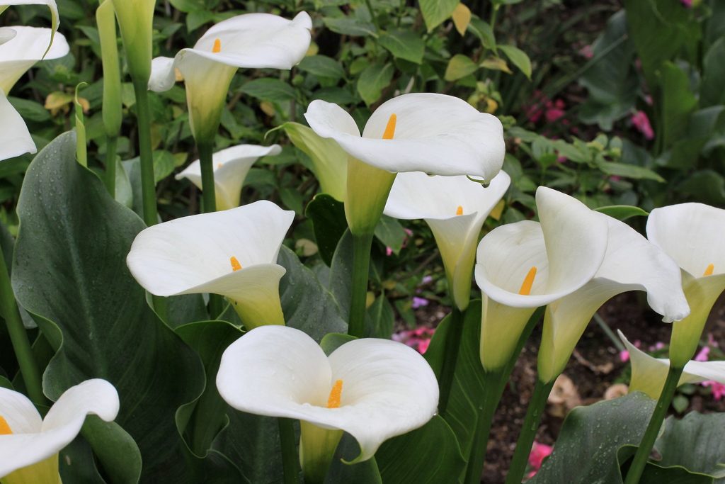 calla Lily Care Guide | The Tree Center