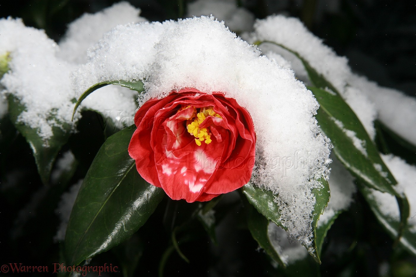 Winter Flowers for Every Region