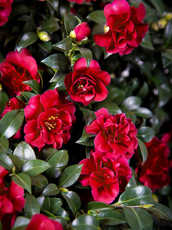 October Magic® Ruby Camellia