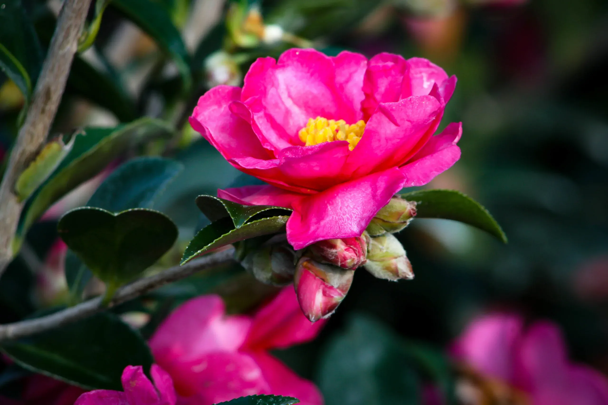 October Magic White Shi-Shi Camellias For Sale | The Tree Center