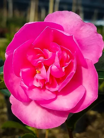 Sparkling Burgundy Camellia