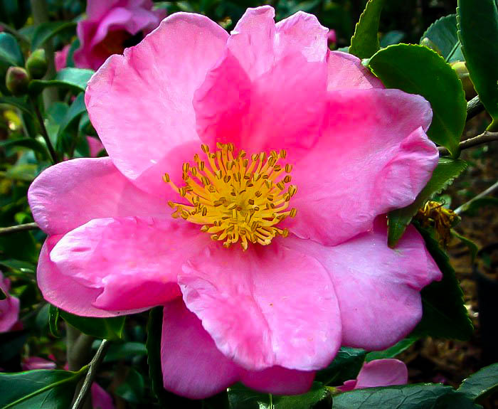Two Marthas Camellias For Sale The Tree Center