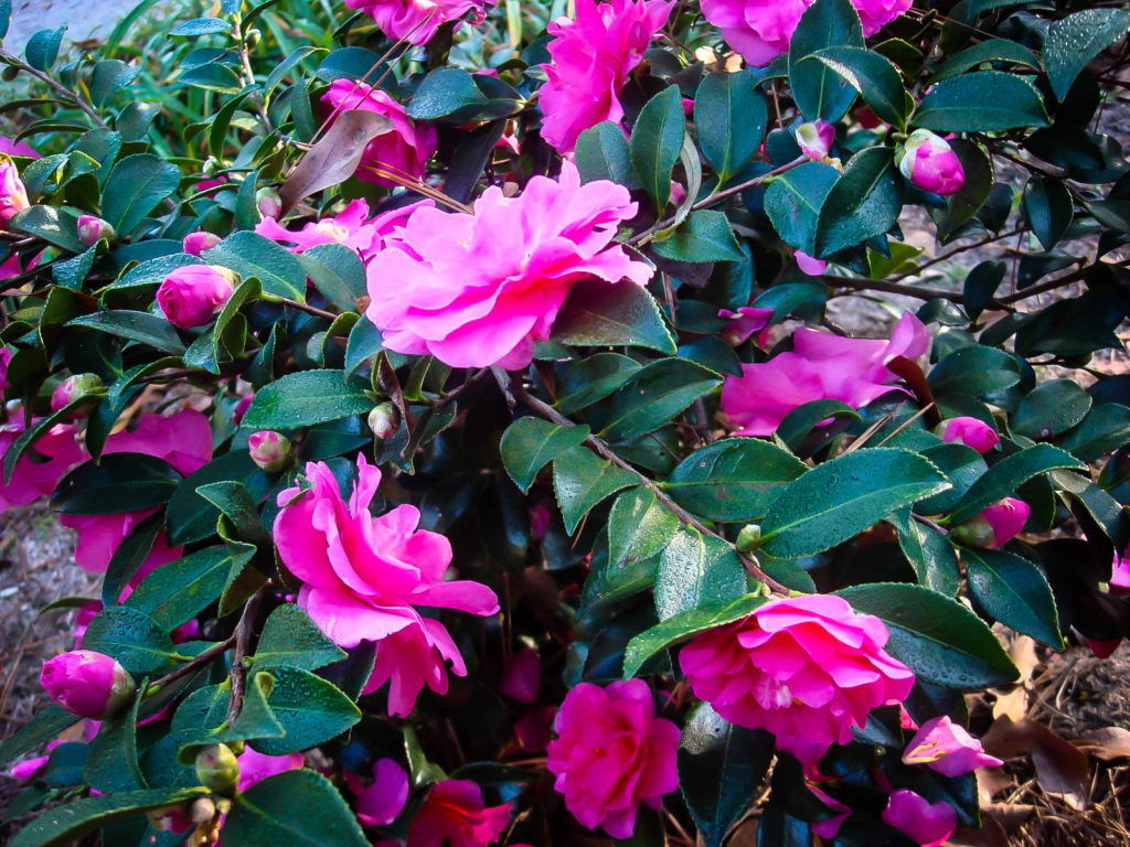 Two Marthas Camellias For Sale The Tree Center