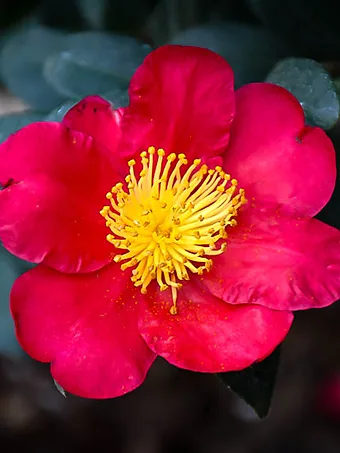 Yuletide Camellia