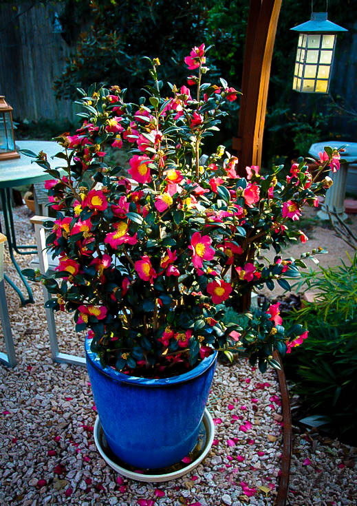 Full Gallon Pot Yuletide Red Camellia Sasanqua Live Plant 