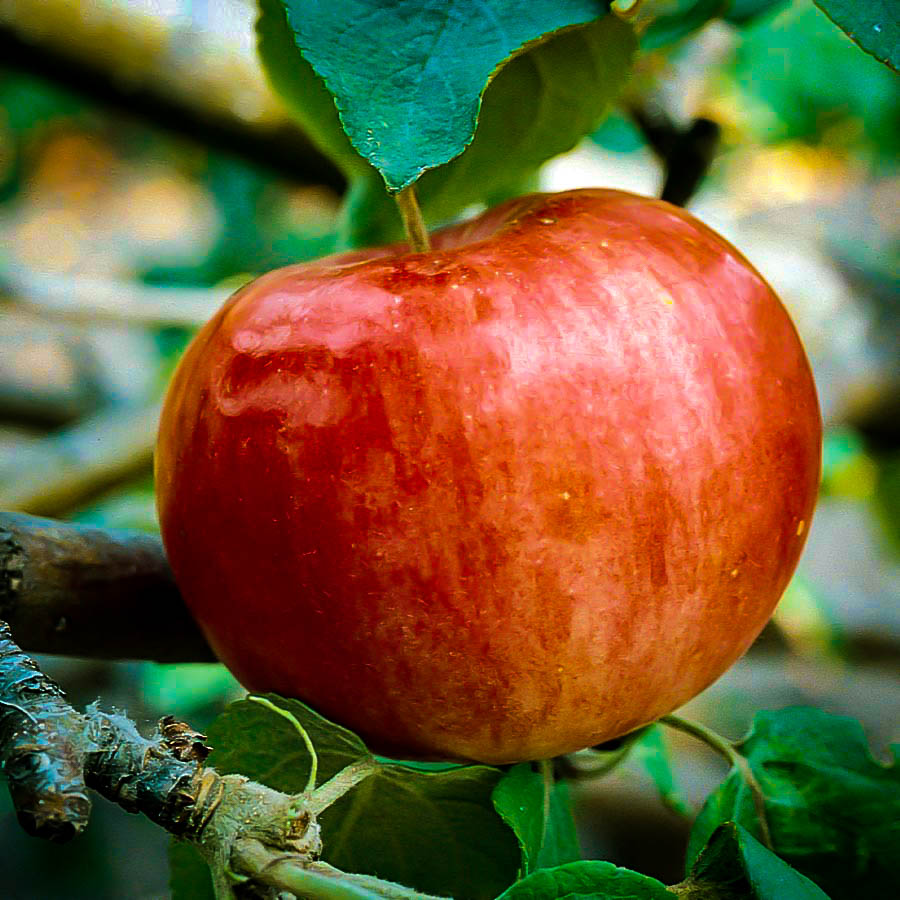 Cameo Apple Trees For Sale The Tree Center