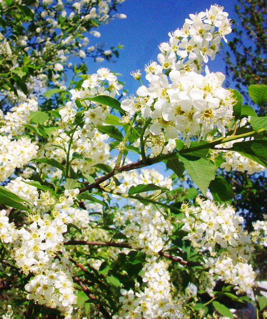 Canada Red Chokecherry For Sale Online The Tree Center