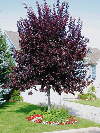 Canada Red Chokecherry