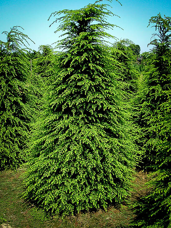 Canadian Hemlock For Sale Online The Tree Center