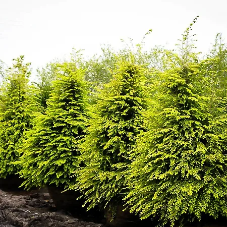 Hemlock Trees